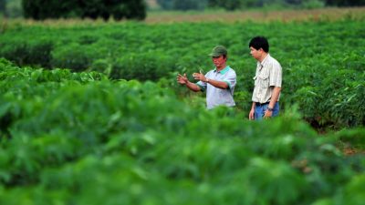 ¿Cómo una planta ancestral de América Latina llegó a ser el segundo cultivo comercial más importante de Asia?