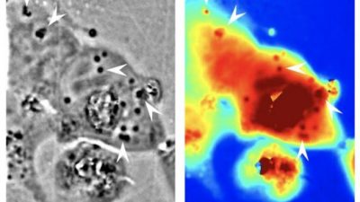 Crean células humanas transparentes