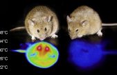 Más cerca de la hibernación humana: ya es posible conseguirlo en ratones