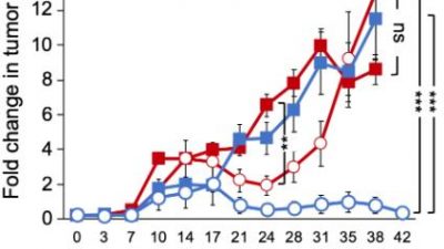 Descubren una proteína modificadora esencial para las células madre del cáncer pancreáticas