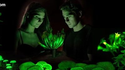 Nuevo descubrimiento para la biotecnología: crean unas plantas que brillan toda la vida