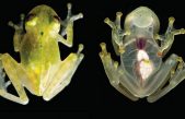 El gran secreto de las ranas de cristal: por esto son translúcidas