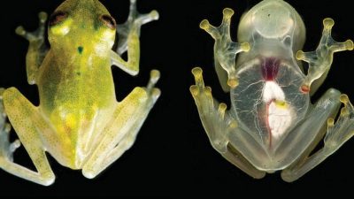 El gran secreto de las ranas de cristal: por esto son translúcidas