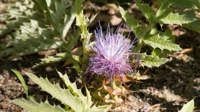 Florece una planta en peligro de extinción nueve años después de su plantación