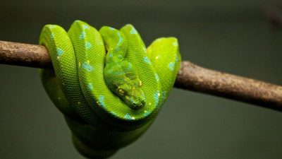 Día Mundial de la Serpiente