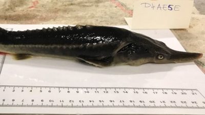 Crean accidentalmente un inusual híbrido de dos peces en peligro de extinción