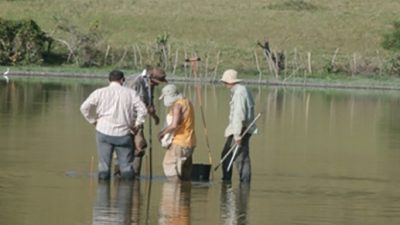 Desvelan la huella ecológica de la llegada de los europeos a las islas del Caribe