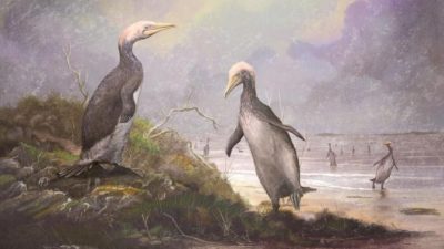 Pingüinos y aves gigantes de la prehistoria