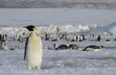 Descubiertas nuevas colonias de pingüinos desde el espacio