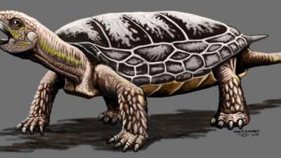 Descubren una nueva especie de tortuga de unos 205 millones de años de antigüedad