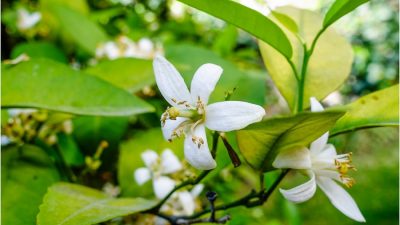 Develan el mecanismo de la fertilización de las plantas