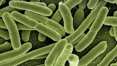 Un laboratorio de Japón consigue resucitar microbios de cien millones de años