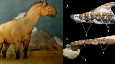 Revelan que la fauna extinta de Sudamérica jugó un papel importante para el origen de los caballos, rinocerontes y tapires