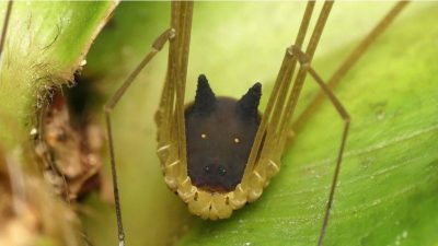 No es una araña ni un perro, aunque lo parezca: es un murgaño