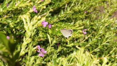 El misterio de la mariposa de Alfred Wallace se resuelve un siglo y medio más tarde