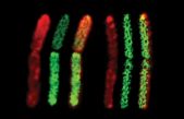 Dos bacterias de especies distintas se fusionan formando un solo individuo