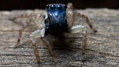 Descubren una nueva especie de araña saltadora azul diminuta