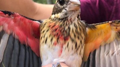 Encuentran un pájaro mitad macho mitad hembra