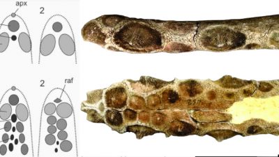 Presentan una nueva especie de gliptodonte con espinas en su cola