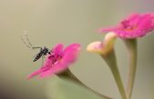 Detectan un evento de transferencia horizontal de genes de plantas a insectos