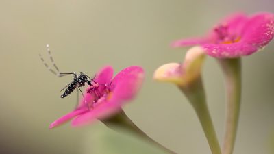 Detectan un evento de transferencia horizontal de genes de plantas a insectos