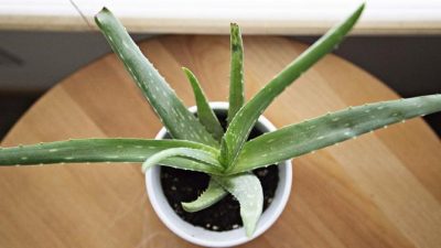 Cuáles son los beneficios del aloe vera