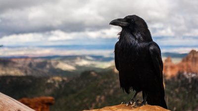 Los cuervos jóvenes son igual de inteligentes que los monos