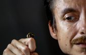 Las abejas también desaparecen de los registros