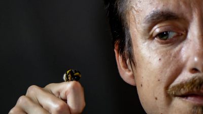 Las abejas también desaparecen de los registros