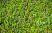 Revisando el “botiquín” que nos ofrece el reino vegetal