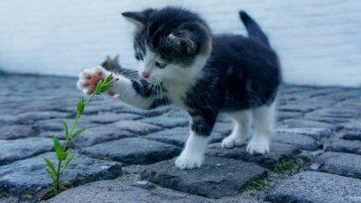 Mejoras en la inmunoterapia para tratar la alergia a los gatos