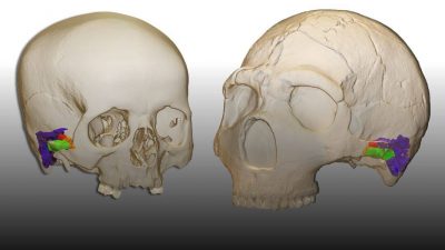 Los neandertales pudieron oír y hablar como nosotros