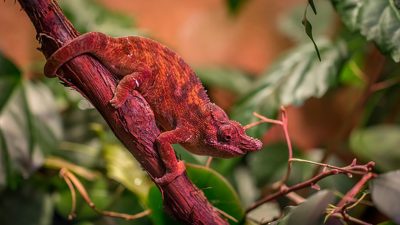 ¿Cómo consiguen los camaleones cambiar de color?