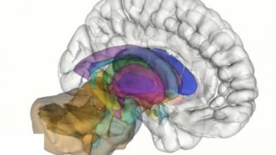 La maquinaria cerebral de la automotivación, al descubierto