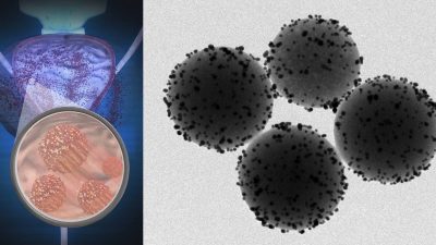 Así se mueven millones de nanorrobotos dentro de ratones vivos