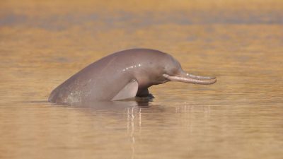 Los amenazados delfines del Ganges no son una, sino dos especies diferentes