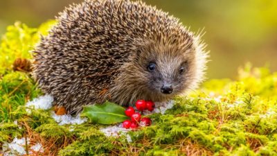 El cambio climático está haciendo que los animales cambien de forma