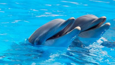 Los silbidos humanos nos ayudan a entender a los delfines