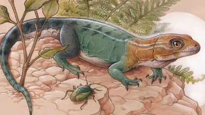 Descubren una nueva especie de lagarto fósil de 84 millones de años en la Patagonia