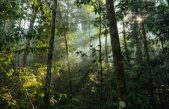 La barrera de los ríos influyó, pero no llega a explicar la alta biodiversidad vegetal amazónica