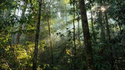 La barrera de los ríos influyó, pero no llega a explicar la alta biodiversidad vegetal amazónica