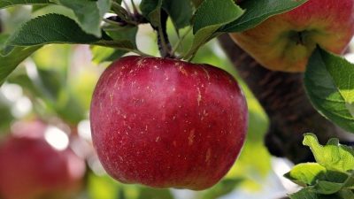 Comer una manzana al día es probablemente uno de los mejores consejos nutricionales