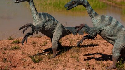 Los primeros dinosaurios vivían en manadas y eran altamente sociales, revela un estudio