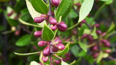 El redescubrimiento del aceite de semillas de maitén