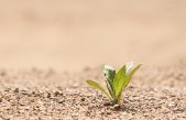 La reacción de las plantas ante el estrés