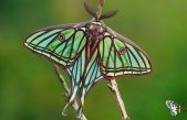 La mariposa más bella habita en España y tiene nombre de reina