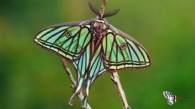 La mariposa más bella habita en España y tiene nombre de reina