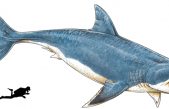 Hallan el diente de un tiburón prehistórico gigante en la costa bonaerense
