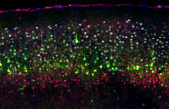 El origen evolutivo del cerebro podría estar en el estómago