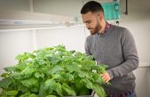 Desarrollan nuevas plantas que producen y liberan feromonas sexuales para luchar contra las plagas
